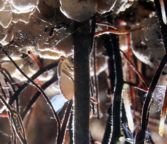 Ejemplar de Cixius en su h�bitat