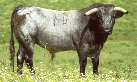 Toro que se lidiara en Priego