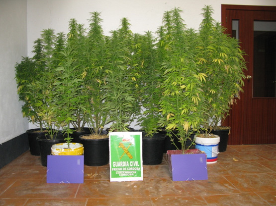 Plantas de Marihuana