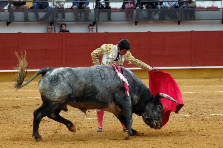 toros