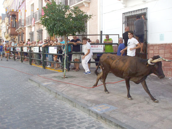 toro cuerda carcabey