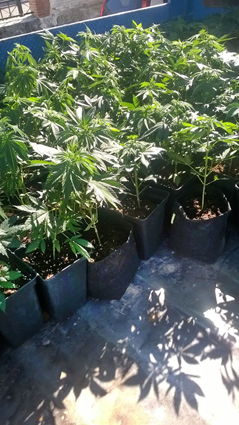 Incautada m�s de cien plantas de marihuana en Priego