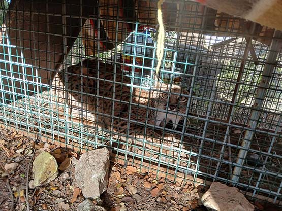 Lince ib�rico en Cabra