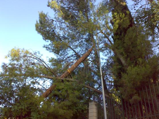 Pino ca�do sobre la calzada y acerado