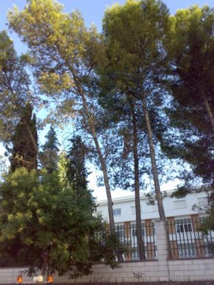 Resto de pinos que se encuentran en peligro de ca�da